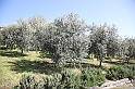 VBS_7172 - PressTour educational dedicato ai vini del Pinerolese e all’olio prodotto sulla collina di Pinerolo
